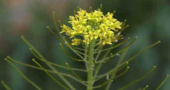 طریقه مصرف خاکشیر برای کبد چرب نی نی سایت ؛ درمان کبد چرب با طب سنتی نی نی سایت طریقه مصرف خاکشیر برای کبد چرب نی نی سایت ؛ درمان کبد چرب با طب سنتی نی نی سایت