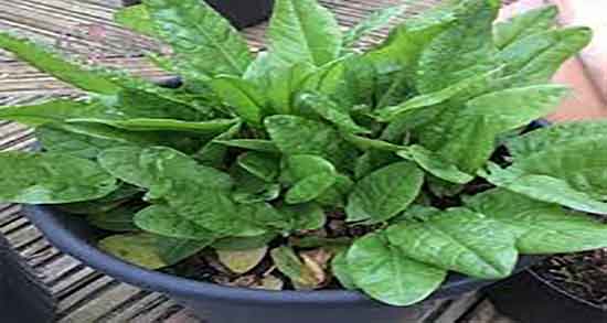 طریقه مصرف گیاه ترشک و دستور دمنوش گیاه ترشک برای کبد چرب طریقه مصرف گیاه ترشک ؛ دستور دمنوش گیاه ترشک برای کبد چرب