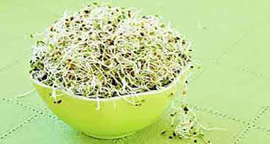 طریقه مصرف یونجه ؛ طریقه مصرف یونجه برای کم خونی کودکان طریقه مصرف یونجه ؛ طریقه مصرف یونجه برای کم خونی کودکان