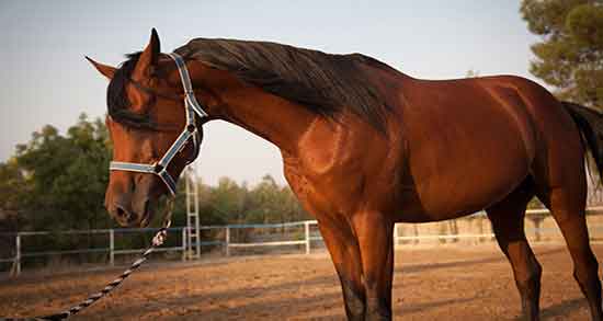 طعم گوشت اسب و ایا طعم گوشت اسب با بقیه گوشت ها متفاوته طعم گوشت اسب ؛ ایا طعم گوشت اسب با بقیه گوشت ها متفاوته