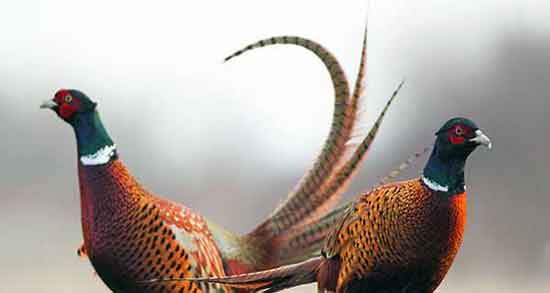 طعم گوشت قرقاول و آشنایی با خواص ، کاربردهای درمانی ، طعم و مزه گوشت قرقاول طعم گوشت قرقاول ؛ آشنایی با خواص ، کاربردهای درمانی ، طعم و مزه گوشت قرقاول