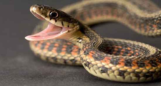 طعم گوشت مار و همه چیز درباره خواص و مزه و طعم گوشت مار طعم گوشت مار ؛ همه چیز درباره خواص ، مزه و طعم گوشت مار