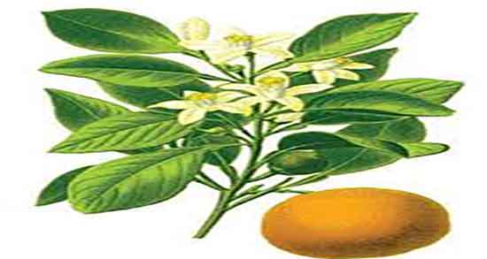 عرق بهار نارنج برای کودکان و طریقه مصرف عرق بهار نارنج برای کودکان عرق بهار نارنج برای کودکان ؛ طریقه مصرف عرق بهار نارنج برای کودکان