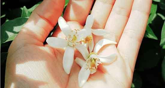 عرق بهار نارنج چه خاصیتی دارد و خواص عرق بهار نارنج برای اعصاب عرق بهار نارنج چه خاصیتی دارد ؛ خواص عرق بهار نارنج برای اعصاب