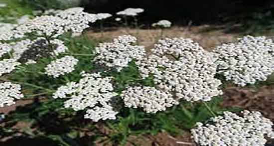 عرق بومادران برای اسهال ؛ فواید عرق بومادران برای درمان اسهال کودکان عرق بومادران برای اسهال ؛ فواید عرق بومادران برای درمان اسهال کودکان