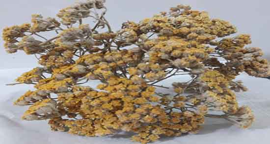 عرق بومادران برای لکه بینی و داروهای گیاهی برای قطع خونریزی رحم عرق بومادران برای لکه بینی ؛ داروهای گیاهی برای قطع خونریزی رحم