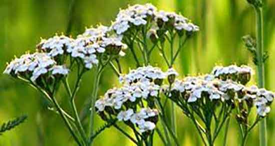 عرق بومادران برای نوزاد و ایا عرق بومادران برای نوزادان ضرر دارد یا نه عرق بومادران برای نوزاد ؛ ایا عرق بومادران برای نوزادان ضرر دارد یا نه