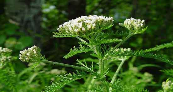 عرق بومادران برای چیست و نحوه مصرف عرق بومادران برای تنبلی تخمدان عرق بومادران برای چیست ؛ نحوه مصرف عرق بومادران برای تنبلی تخمدان