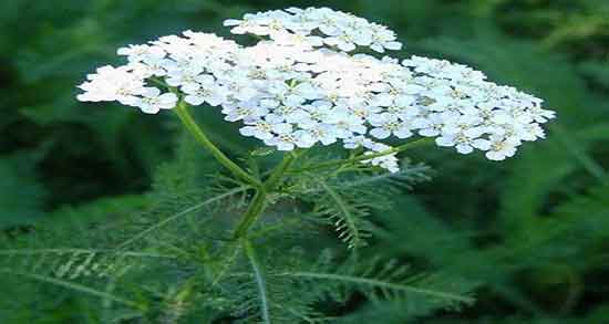 عرق بومادران برای چیه و خواص عرق بومادران برای درمان درد قاعدگی عرق بومادران برای چیه ؛ خواص عرق بومادران برای درمان درد قاعدگی