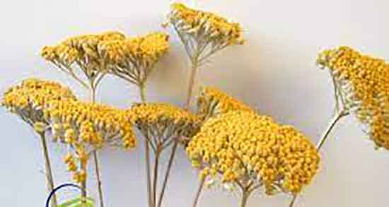 عرق بومادران در دوران شیردهی و افزایش شیر مادران با خوردن عرق بومادران عرق بومادران در دوران شیردهی ؛ افزایش شیر مادران با خوردن عرق بومادران