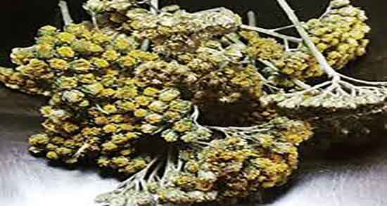 عرق بومادران و بارداری ؛ خواص عرق بومادران برای بارداری نی نی سایت عرق بومادران و بارداری ؛ خواص عرق بومادران برای بارداری نی نی سایت