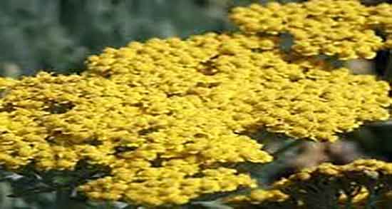 عرق بومادران و سقط جنین و ایا عرق بومادران باعث سقط جنین میشود عرق بومادران و سقط جنین ؛ ایا عرق بومادران باعث سقط جنین میشود