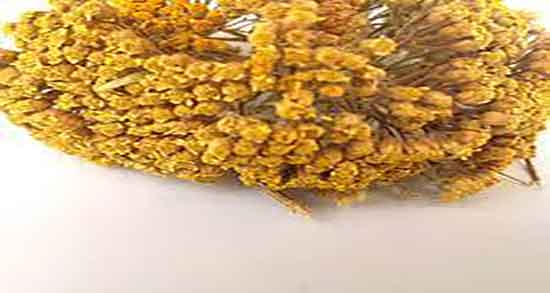 عرق بومادران و کیست تخمدان و درمان کیست تخمدان با عرق بومادران عرق بومادران و کیست تخمدان ؛ درمان کیست تخمدان با عرق بومادران