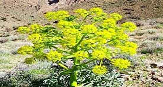 عسل آنغوزه و خواص عسل انغوزه برای عفونت های رحم زنان باردار عسل آنغوزه ؛ خواص عسل انغوزه برای عفونت های رحم زنان باردار