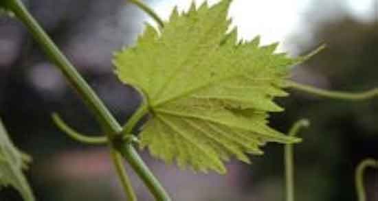 علت اشک مو در انگور و ایا بریدن شاخه مو باعث ریختن اشک میشود علت اشک مو در انگور ؛ ایا بریدن شاخه مو باعث ریختن اشک میشود