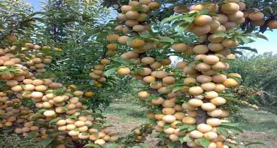 عمر درخت آلو قطره طلا و آیا می دانید عمر درخت آلو قطره طلا چند سال است؟ عمر درخت آلو قطره طلا ؛ آیا می دانید عمر درخت آلو قطره طلا چند سال است؟