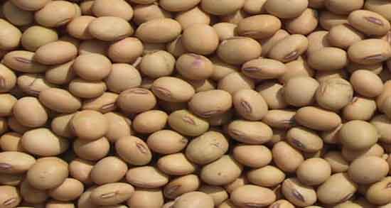 عوارض آجیل سویا ؛ همه چیز درباره عوارض خوردن آجیل سویا برای سلامتی عوارض آجیل سویا ؛ همه چیز درباره عوارض خوردن آجیل سویا برای سلامتی