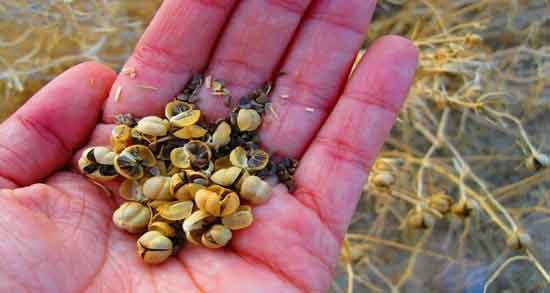 عوارض اسپند و بررسی مضرات و عوارض اسپند عوارض اسپند ؛ بررسی مضرات و عوارض اسپند