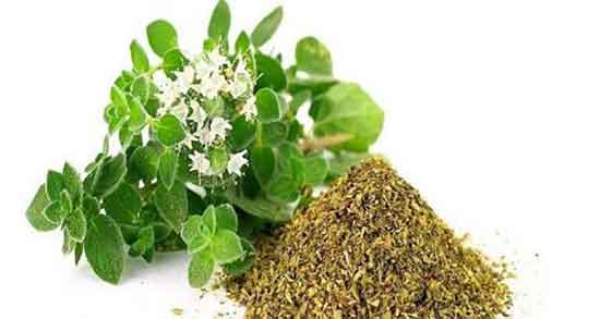 عوارض اورگانو ؛ مضرات مصرف گیاه اورگانو برای بدن انسان چیست عوارض اورگانو ؛ مضرات مصرف گیاه اورگانو برای بدن انسان چیست