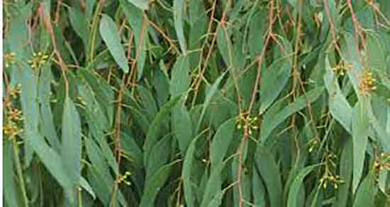 عوارض اکالیپتوس و مضرات استفاده بخور اکالیپتوس برای کودکان عوارض اکالیپتوس ؛ مضرات استفاده بخور اکالیپتوس برای کودکان