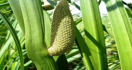 عوارض اگیر ترکی و مضرات مصرف اگیر ترکی برای زنان باردار چیست عوارض اگیر ترکی ؛ مضرات مصرف اگیر ترکی برای زنان باردار چیست