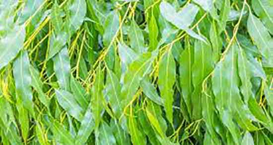 عوارض بخور اکالیپتوس برای کودکان و بخور اکالیپتوس برای گلو درد نوزادان عوارض بخور اکالیپتوس برای کودکان ؛ بخور اکالیپتوس برای گلو درد نوزادان