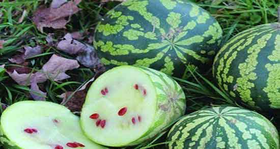 عوارض تخمه ژاپنی ؛ مضرات تخمه ژاپنی در دوران بارداری چیست عوارض تخمه ژاپنی ؛ مضرات تخمه ژاپنی در دوران بارداری چیست