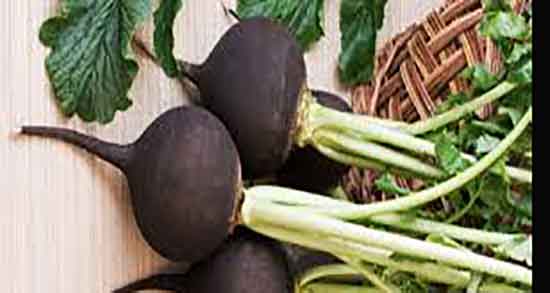 عوارض ترب سیاه در بارداری و ایا ترب سیاه برای جنین مضر است عوارض ترب سیاه در بارداری ؛ ایا ترب سیاه برای جنین مضر است