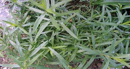 عوارض ترخون ؛ مضرات مصرف قطره خوراکی ترخون برای زخم معده عوارض ترخون ؛ مضرات مصرف قطره خوراکی ترخون برای زخم معده