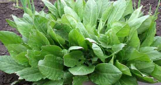 عوارض ترشک و ایا خوردن ترشک برای زنان باردار مضر است یا نه عوارض ترشک ؛ ایا خوردن ترشک برای زنان باردار مضر است یا نه