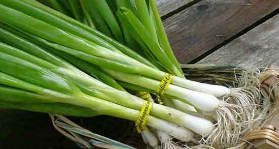 عوارض تره فرنگی ؛ مضرات مصرف تره فرنگی برای کیست تخمدان عوارض تره فرنگی ؛ مضرات مصرف تره فرنگی برای کیست تخمدان