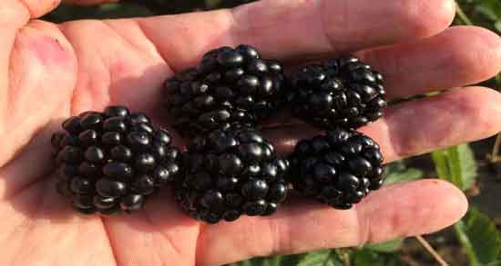 عوارض تمشک و خوردن تمشک چه عوارضی برای سلامتی دارد عوارض تمشک ؛ خوردن تمشک چه عوارضی برای سلامتی دارد