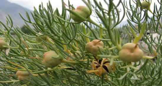 عوارض خوردن اسپند در بارداری و احتمال سقط شدن جنین با مصرف اسپند در بارداری عوارض خوردن اسپند در بارداری ؛ احتمال سقط شدن جنین با مصرف اسپند در بارداری