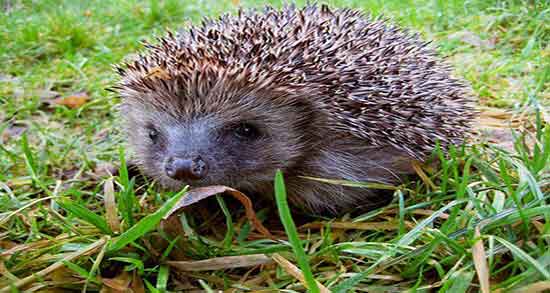عوارض خوردن گوشت جوجه تیغی و مضرات گوشت جوجه تیغی برای بدن عوارض خوردن گوشت جوجه تیغی ؛ مضرات گوشت جوجه تیغی برای بدن