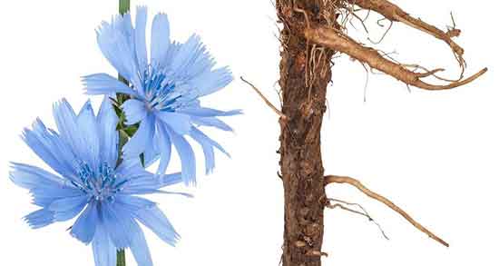 عوارض ریشه کاسنی ؛ مضرات مصرف ریشه کاسنی برای روده بزرگ عوارض ریشه کاسنی ؛ مضرات مصرف ریشه کاسنی برای روده بزرگ