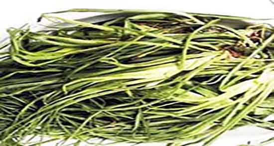 عوارض شنگ و عوارض مصرف دمنوش شنگ در زنان باردار چیست عوارض شنگ ؛ عوارض مصرف دمنوش شنگ در زنان باردار چیست