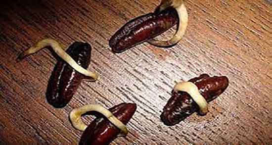 عوارض هسته خرما ؛ مضرات مصرف پودر هسته خرما برای بدن عوارض هسته خرما ؛ مضرات مصرف پودر هسته خرما برای بدن