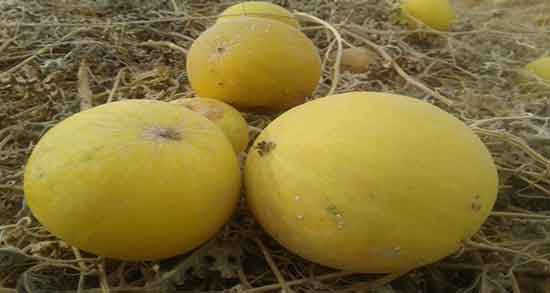 عوارض هندوانه ابوجهل ؛ ایا هندوانه ابوجهل برای زنان باردار مضر است عوارض هندوانه ابوجهل ؛ ایا هندوانه ابوجهل برای زنان باردار مضر است