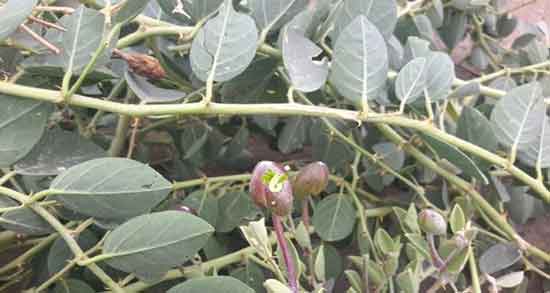 عوارض هندوانه کوهی ؛ مضرات مصرف هندوانه کوهی برای بواسیر عوارض هندوانه کوهی ؛ مضرات مصرف هندوانه کوهی برای بواسیر