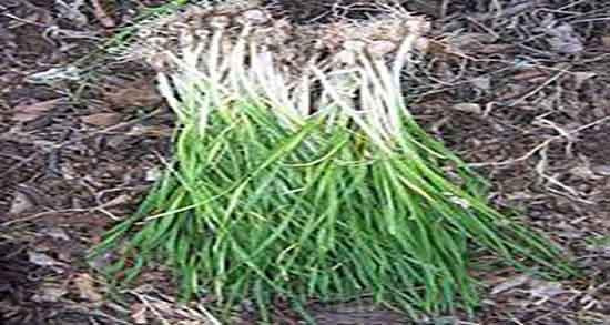 عوارض پیاز کوهی ؛ ایا خوردن زیاد پیاز کوهی باعث استفراغ و تهوع میشود عوارض پیاز کوهی ؛ ایا خوردن زیاد پیاز کوهی باعث استفراغ و تهوع میشود