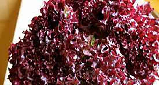 عوارض کاهو فرانسوی ؛ خواص و مضرات کاهو فرانسوی در طب سنتی عوارض کاهو فرانسوی ؛ خواص و مضرات کاهو فرانسوی در طب سنتی