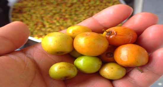 عوارض کنار و همه چیز درباره عوارض و مضرات خوردن کنار برای سلامتی عوارض کنار ؛ همه چیز درباره عوارض و مضرات خوردن کنار برای سلامتی