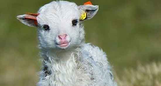 عوارض گوشت بره و مضرات مصرف گوشت بره برای زخم معده عوارض گوشت بره ؛ مضرات مصرف گوشت بره برای زخم معده