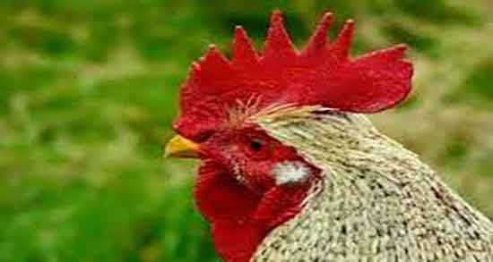 عوارض گوشت جوجه خروس و مضرات گوشت جوجه خروس در طب سنتی عوارض گوشت جوجه خروس ؛ مضرات گوشت جوجه خروس در طب سنتی