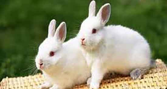 عوارض گوشت خرگوش و مضرات گوشت خرگوش برای زنان باردار چیست عوارض گوشت خرگوش ؛ مضرات گوشت خرگوش برای زنان باردار چیست