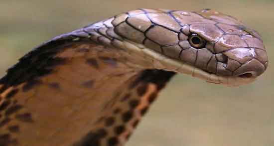 عوارض گوشت مار و استفاده از گوشت مار چه عوارضی برای سلامتی دارد عوارض گوشت مار ؛ استفاده از گوشت مار چه عوارضی برای سلامتی دارد