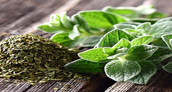 عوارض گیاه ارگانو ؛ مضرات مصرف بیش از حد گیاه ارگانو برای بدن عوارض گیاه ارگانو ؛ مضرات مصرف بیش از حد گیاه ارگانو برای بدن