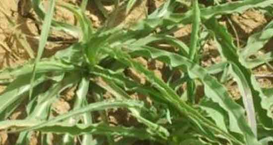 عوارض گیاه شنگ و ایا خوردن دمنوش گیاه شنگ برای بدن مضره عوارض گیاه شنگ ؛ ایا خوردن دمنوش گیاه شنگ برای بدن مضره