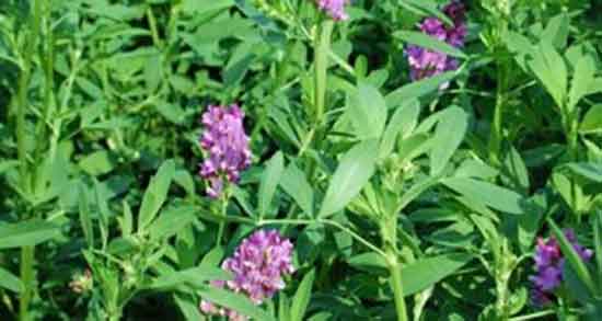 عوارض یونجه ؛ مضرات مصرف عرق یونجه برای کودکان و اطفال چیست عوارض یونجه ؛ مضرات مصرف عرق یونجه برای کودکان و اطفال چیست