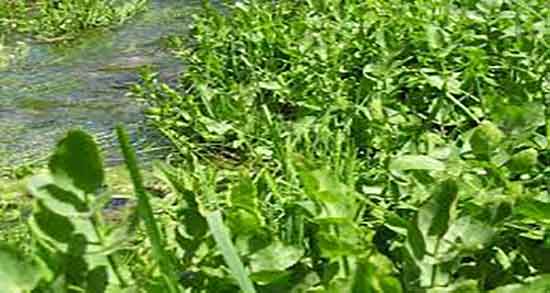 عکس آب تره و شکل ظاهری اب تره چگونه است + عکس سبزی آب تره عکس آب تره ؛ شکل ظاهری اب تره چگونه است + عکس سبزی آب تره